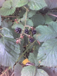 Brombeeren%20sammeln.jpg