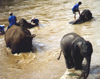 Indische_Elefanten_Elefantenbad.jpg