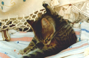 Katze_stubenrein.jpg
