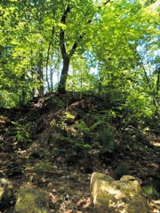 Wald%20Bogenschie%C3%9Fen.jpg