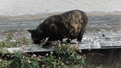http://www.fragdienachbarn.org/bilder2011/Katzen_landen_immer_auf_vier_Pfoten.jpg