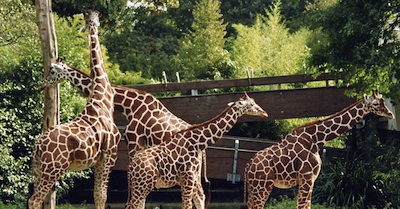 http://www.fragdienachbarn.org/bilder2011/Schlafen_Giraffen_im_stehen.jpg