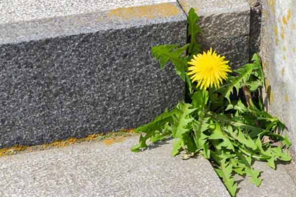 Die Botanische Erklärung: Warum Löwenzahn Durch Asphalt Wächst